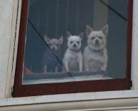 כלבים חמודים