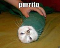 חתול מגולגל