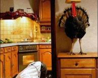 איפה לעזאזל הטווס שלי