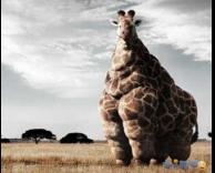 הג'ירפה השמנה