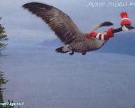 נלחמים בשפעת