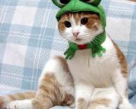 צפרדע - חתול