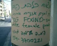 נמצאה כלבת פודל