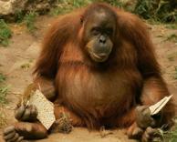 שימפנזה בפסח