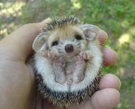 קיפוד תינוק!