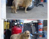 כלב או אריה?