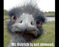 יען לא מרוצה