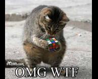 הפרופסור החתולי