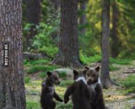 ריקוד הדובים