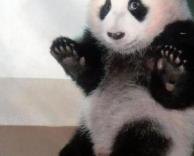 פנדה מפוחדת