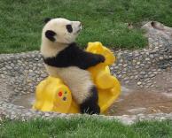 פנדה מתפננת