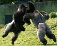 קרב גורילות