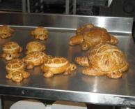 לחמניות צבים