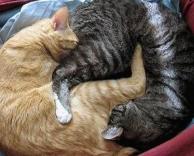 חתולים חמודים