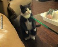 חתול שיודע ללכת