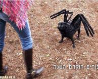 חצי כלב חצי עכביש