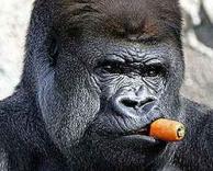 גורילה מצחיקה