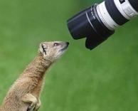 צופה בכוכבים