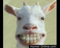 גם אצל החיות יש חנונים