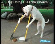 כלב עובד בניקיון