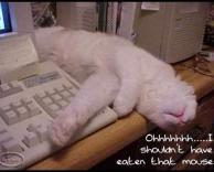 אכלתי את העכבר!