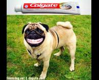 משחת שיניים