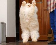 חתול בקפיצה