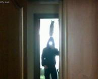 חתול על הראש