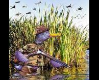 נקמת הברווזים!