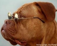 כלב מדגמן למשקפיים