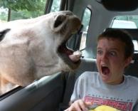 הצילווו !!!!1