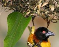 ציפור נדירה