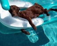 גם לכלב מותר להסתלבט