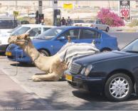 החנתי את הגמל