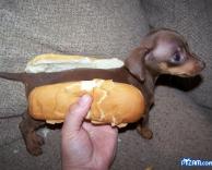 Hot Dog