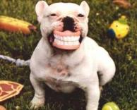 כלב עם פלטה