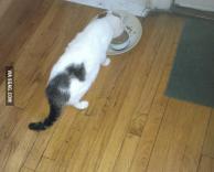 חתול על הפרווה