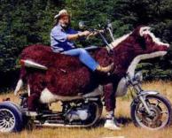 אוטו? או שור עם גלגלים?