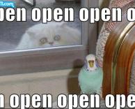 מחכה לחלון פתוח