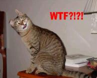 חתולה בתנוחה מוזרה