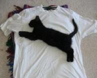 פומה?חתול שקפץ על חולצה?