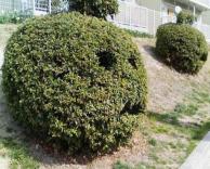 שיחים מחיכיים