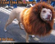 אריה או כלב?