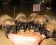 מוצצים אצבע