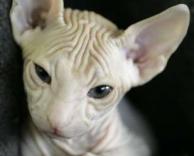 יותר מדי קמטים ..