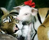 התבלבל באמא