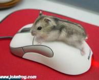 עכבר על עכבר