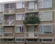 עציץ במרפסת