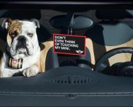 כלב ששומר על המכונית