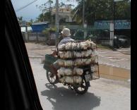 משלוח תרנגולות
